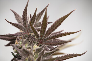 Naklejka na ściany i meble photograph of cannabis