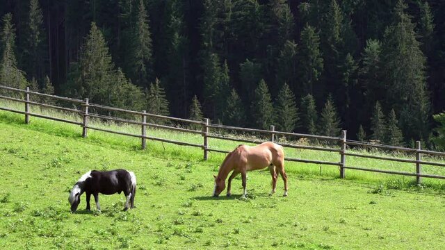 Trentino Dolomites Unesco Heritage world - Amazing mountain landscape with horses, little isolated church and pines wood forest  in Val di Fassa