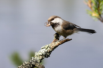 Siberian Tit