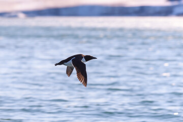 Fototapeta na wymiar Guillemot - arctic bird at natural habitat in Franz Jozef Land archipelago.