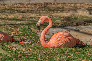 flamingo at zoo