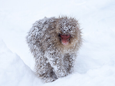 Japanese Snow Monkey