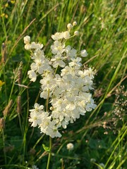 White flower Moscow Rigion Russia