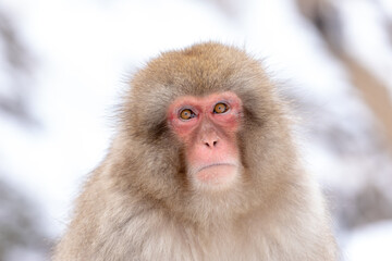 Portrait Of A Monkey