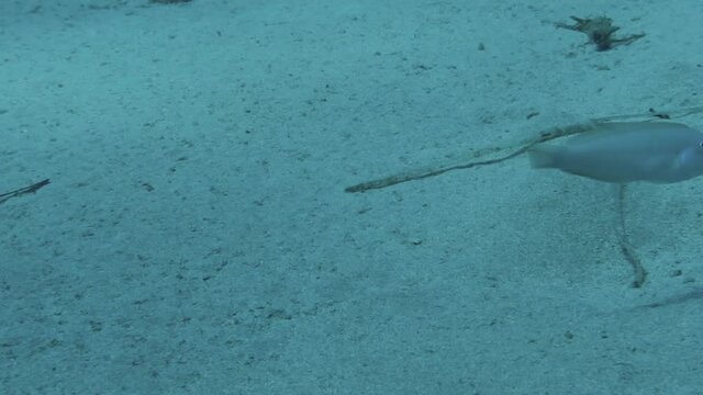HD video footage of a Pearly Razorfish (Xyrichtys novacula) in the Mediterranean Sea