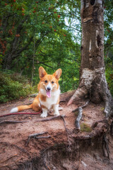 Naklejka na ściany i meble young red dog Corgi pembroke breed in the autumn forest