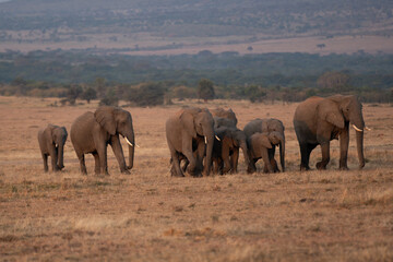 Fototapeta premium Clsoe up of African Bush Elephants walking on the road in wildlife reserve. Maasai Mara, Kenya, Africa.
