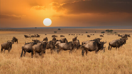 Wildebeest migration, Serengeti National Park, Tanzania, Africa - obrazy, fototapety, plakaty