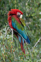 Fototapeta na wymiar Scarlet Macaws, Ara macao, bird sitting on the branch. Macaw parrots in Costa Rica. Love scene from fain forest.