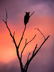 Owl in a tree during sunset