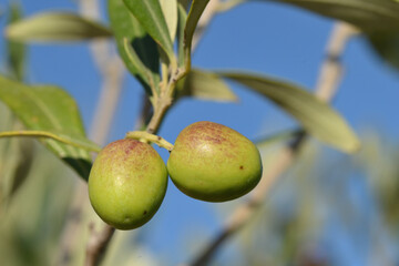 olives