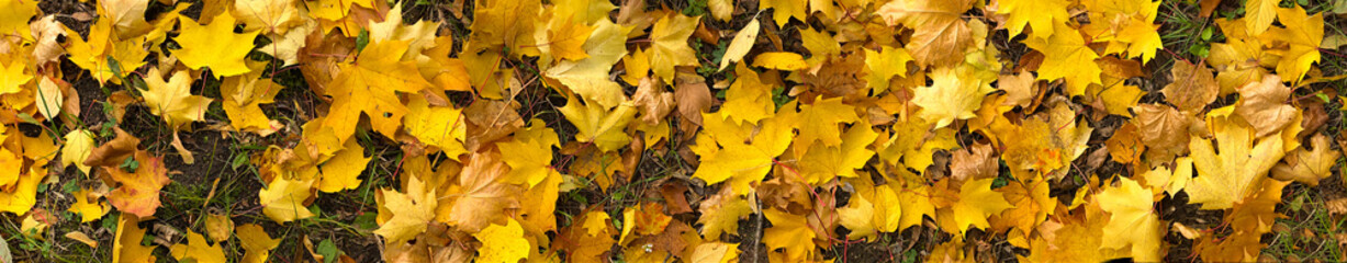 Yellow maple tree leaf on ground, autumn background