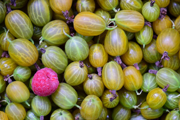 A pile of gooseberries is scattered throughout the frame, on it on the left is one raspberry