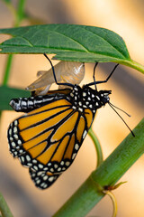 Monarch just emerged from chrysalis