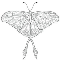 Butterfly.Coloring book antistress for children and adults. Illustration isolated on white background.Zen-tangle style. Hand draw © Екатерина Власенко
