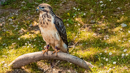 Common Buzzard, Buteo buteo, sitting on a branch lying on the grass