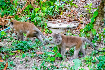 Naklejka na ściany i meble Macaques monkeys in tropical jungle forest nature Koh Phayam Thailand.