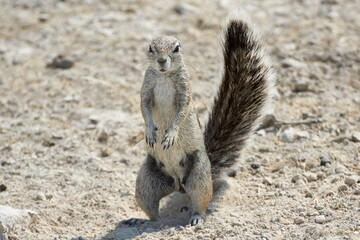 Close-up of a Cape ground squirrel standing in Namibian desert and looking at camera.