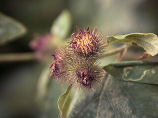 thistle in bloom