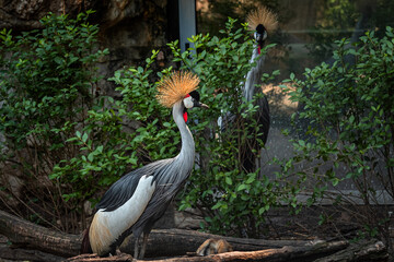 Gray necked crowned crane birds