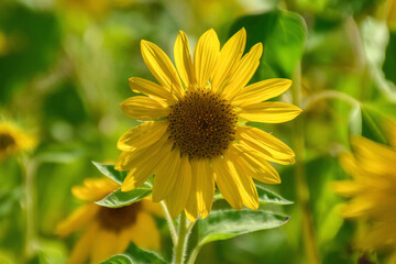 sunflower in the garden