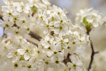 tree blossom