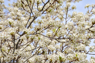 blooming tree