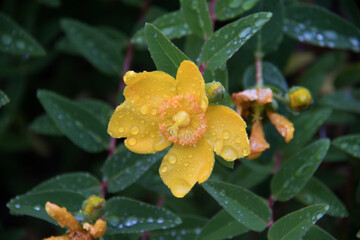 St John's Wart yellow flower bloom in rain