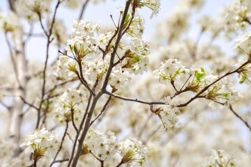 blooming tree