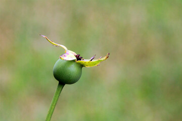 Calyx of a rose