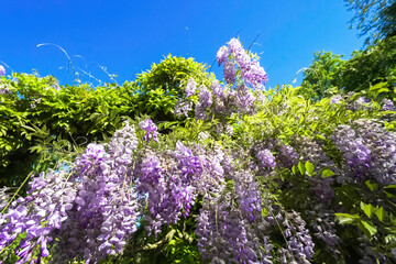 flowers in the garden