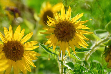 sunflower in the field