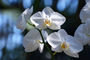 Obraz na płótnie Canvas white orchid flower