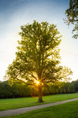 Beautiful tree with the summer evening sun in the background