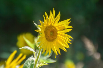 sunflower in the garden