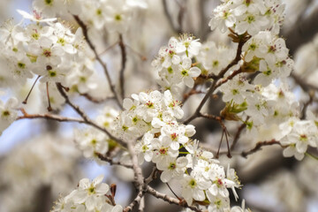 blooming tree