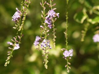 flowers in the field