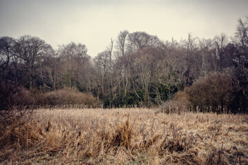 Damp Foggy Morning at Rural Irish Meadow