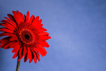 red gerbera flower