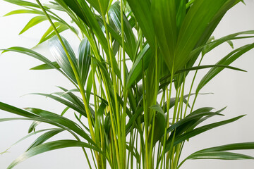 Isolated view of an indoor houseplant showing its lush foliage and healthy stems.