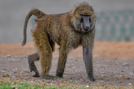 Catarrhini Bilder Durchsuchen 6,829 Archivfotos, und