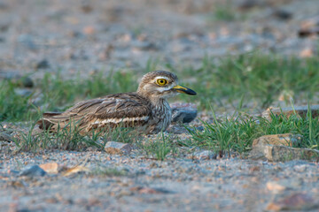 Indian Thick-knee roosting on the ground in Rajasthan, India