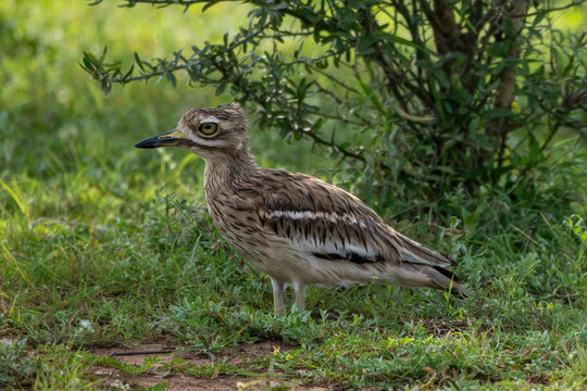 Indian Thick-knee roosting on the ground in Rajasthan, India