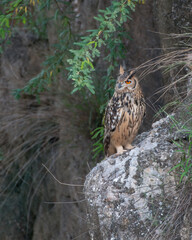 Indian Eagle-owl in a ravine in Shokaliya, Rajasthan, India