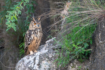 Indian Eagle-owl in a ravine in Shokaliya, Rajasthan, India