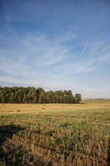 Fototapeta premium Agriculture. Field after harvest with rolls of hay. Landscape with agricultural land, straw and meadow near the forest. Cereals harvesting yellow wheat
