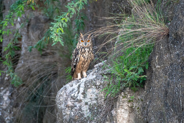 Indian Eagle-owl in a ravine in Shokaliya, Rajasthan, India