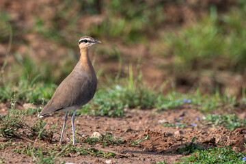 Indian Courser at Shokaliya, Rajasthan, India