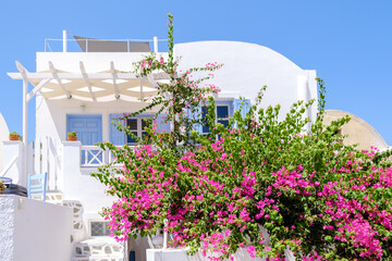 Beautiful Crepe myrtle flowering plants growing near a resort home in Santorini