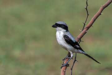 Great grey shrike perched on a branch at Shokaliya, Rajasthan, India